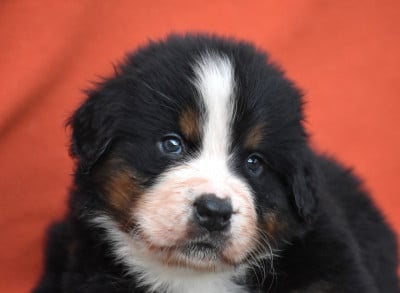 Les chiots de Bouvier Bernois