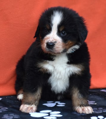 Les chiots de Bouvier Bernois