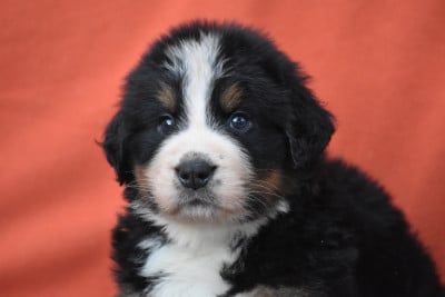 Les chiots de Bouvier Bernois