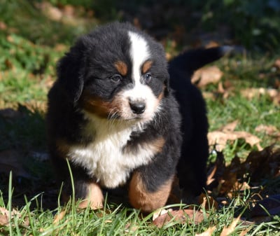 Les chiots de Bouvier Bernois