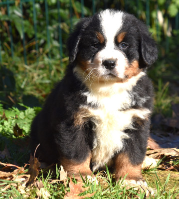 Les chiots de Bouvier Bernois