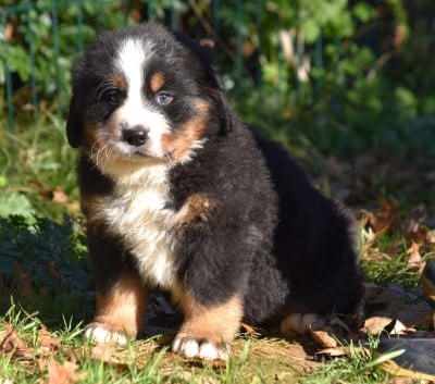 Les chiots de Bouvier Bernois