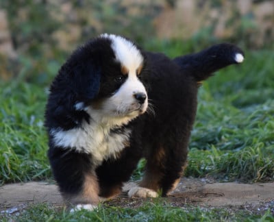 Les chiots de Bouvier Bernois