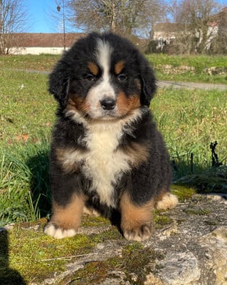 Les chiots de Bouvier Bernois
