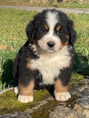 Les chiots de Bouvier Bernois