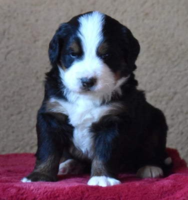 Les chiots de Bouvier Bernois
