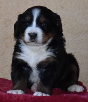 Les chiots de Bouvier Bernois