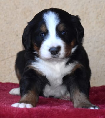 Les chiots de Bouvier Bernois
