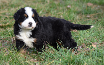 Les chiots de Bouvier Bernois
