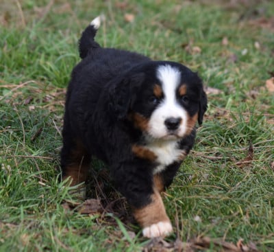 Les chiots de Bouvier Bernois