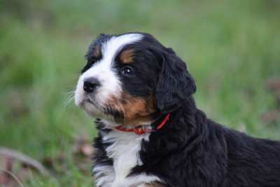 Les chiots de Bouvier Bernois