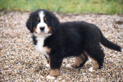 Les chiots de Bouvier Bernois