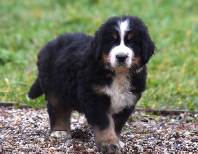 Les chiots de Bouvier Bernois