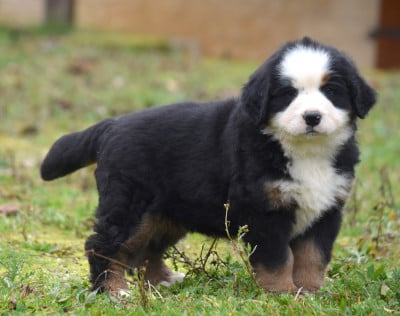 Les chiots de Bouvier Bernois