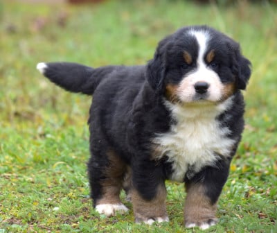 Les chiots de Bouvier Bernois