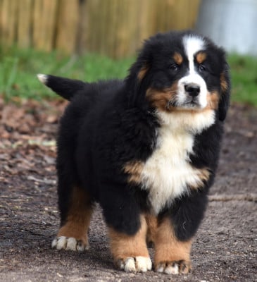 Les chiots de Bouvier Bernois