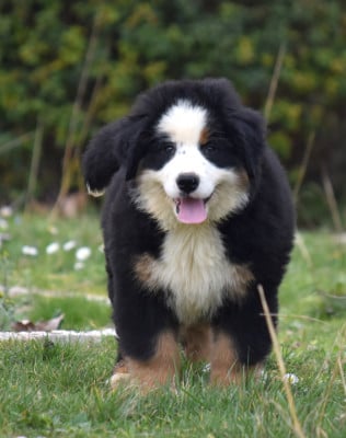 Les chiots de Bouvier Bernois