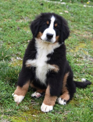 Les chiots de Bouvier Bernois