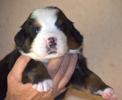 Les chiots de Bouvier Bernois