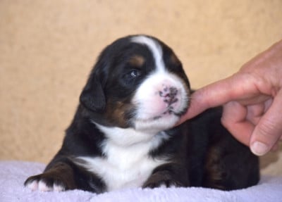 Les chiots de Bouvier Bernois