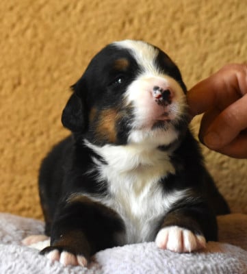 Les chiots de Bouvier Bernois