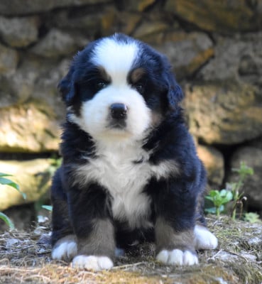 Les chiots de Bouvier Bernois