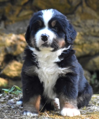 Les chiots de Bouvier Bernois