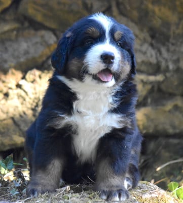 Les chiots de Bouvier Bernois