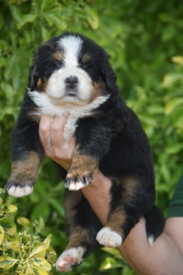 Les chiots de Bouvier Bernois