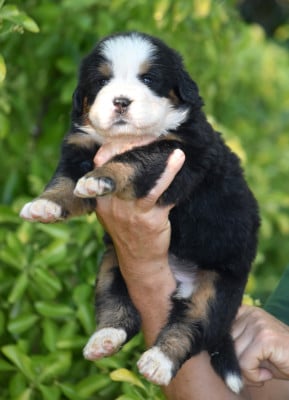 Les chiots de Bouvier Bernois