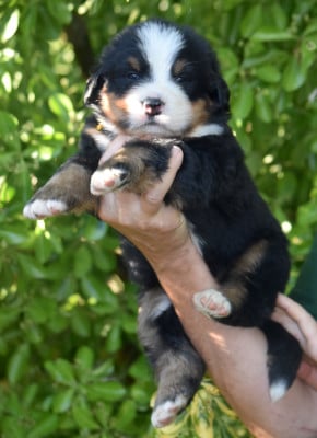 Les chiots de Bouvier Bernois