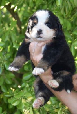 Les chiots de Bouvier Bernois