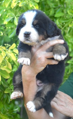 Les chiots de Bouvier Bernois