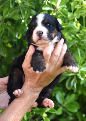Les chiots de Bouvier Bernois