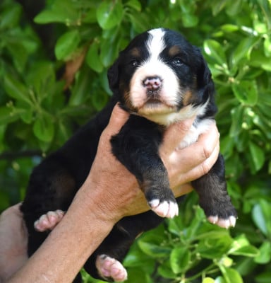 Les chiots de Bouvier Bernois