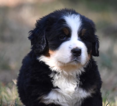 Les chiots de Bouvier Bernois