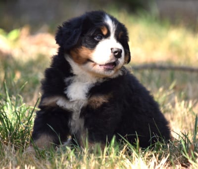 Les chiots de Bouvier Bernois