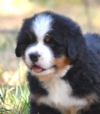 Les chiots de Bouvier Bernois