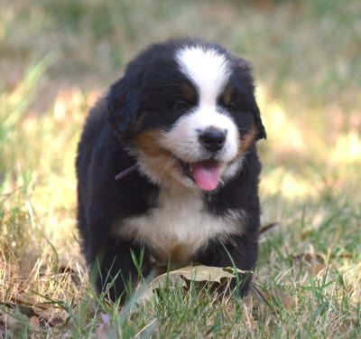 Les chiots de Bouvier Bernois