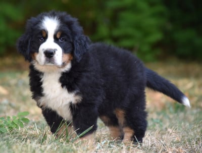 Les chiots de Bouvier Bernois