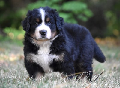 Les chiots de Bouvier Bernois