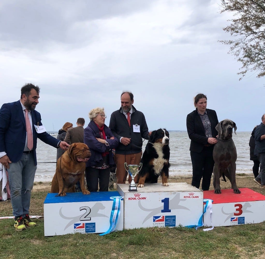 Séville De la Ferme de la Pessoutie - CACS, meilleur de race, meilleur du groupe 2