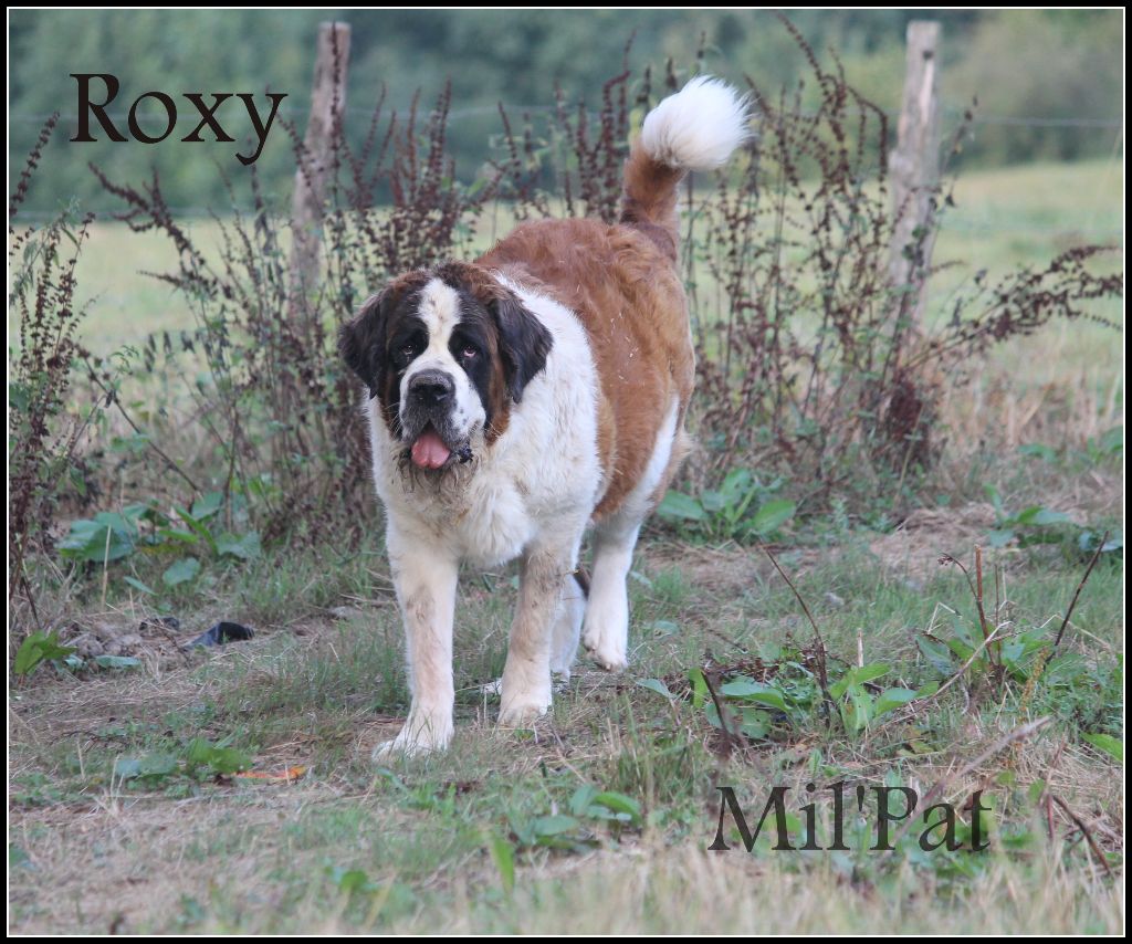 Publication : De La Montagne Aux Mil'pat Auteur : mil'pat