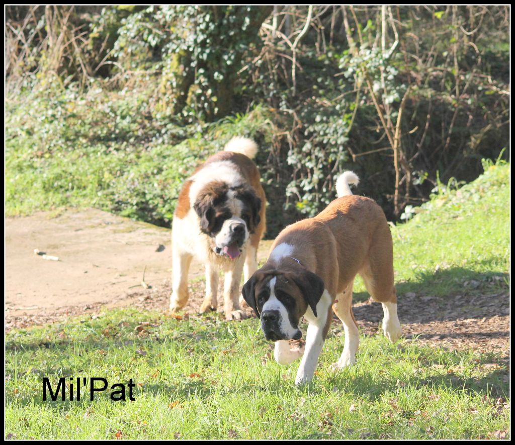 Publication : De La Montagne Aux Mil'pat