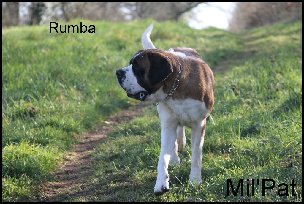 Publication : De La Montagne Aux Mil'pat