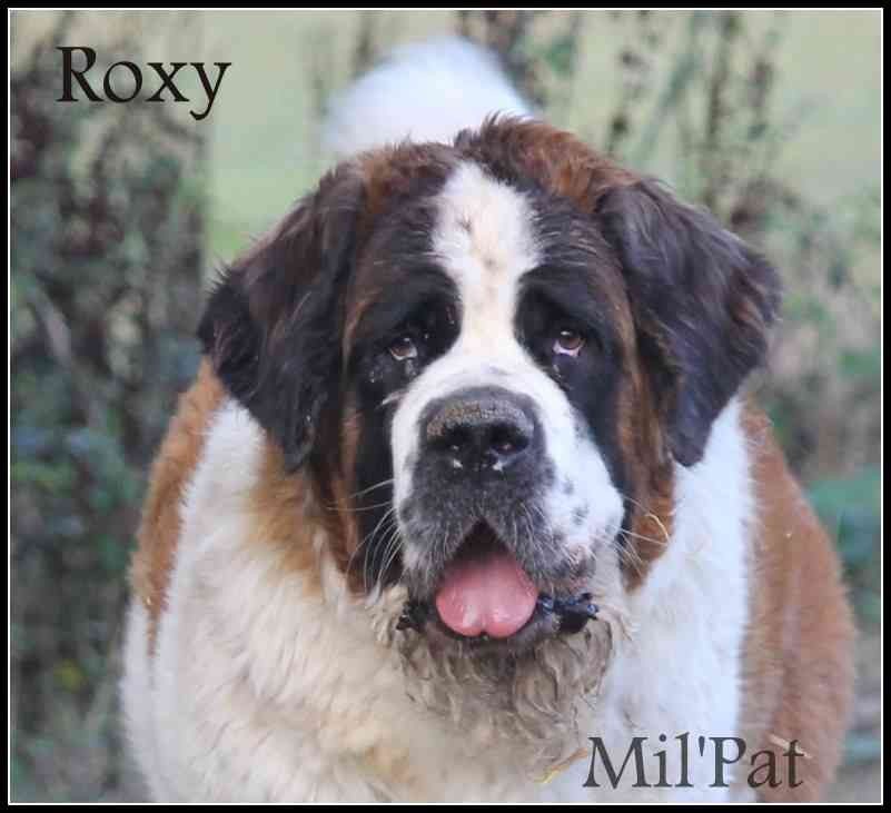 Publication : De La Montagne Aux Mil'pat Auteur : mil'pat