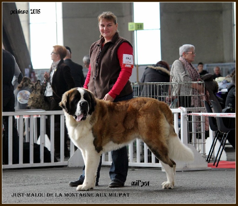 Just-malou De La Montagne Aux Mil'pat - 1er jeune male très bon