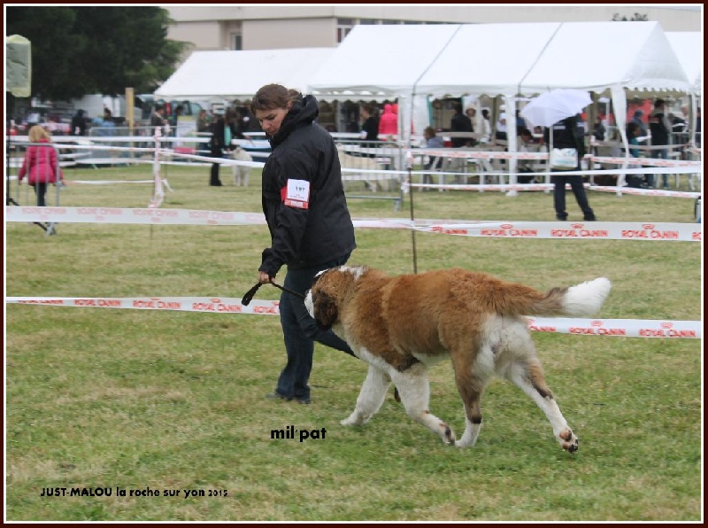 Just-malou De La Montagne Aux Mil'pat - meilleur puppy