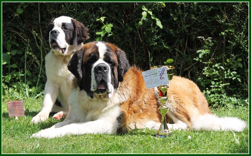 Just-malou De La Montagne Aux Mil'pat - CACS et Meilleur de race