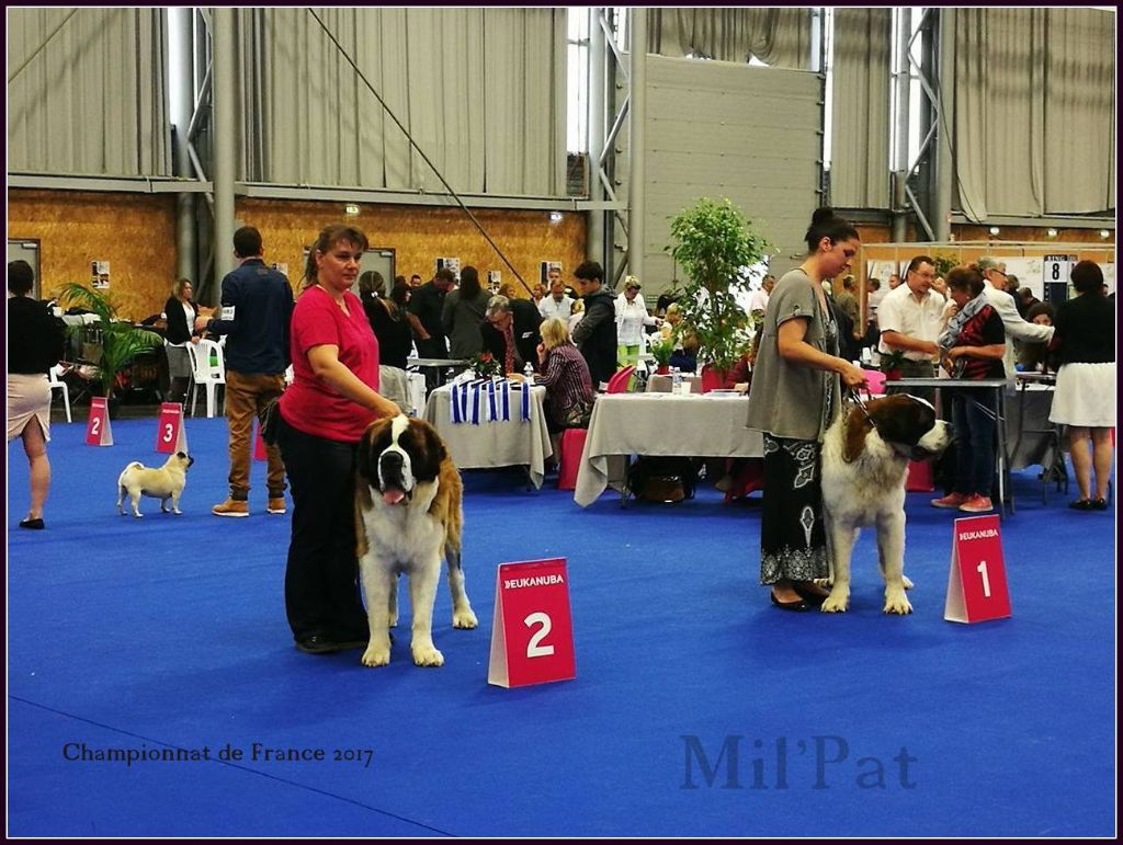 Just-malou De La Montagne Aux Mil'pat - excellent RCACIB et RCACS